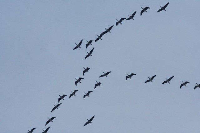 Jesienią można oglądać migrujące ptaki.
