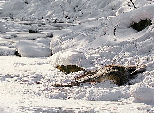 W Roztoce Małej nad potokiem wilki zagryzły cielną łanię