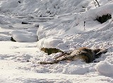 Beskid Sądecki: głodne wilki zeszły z gór 