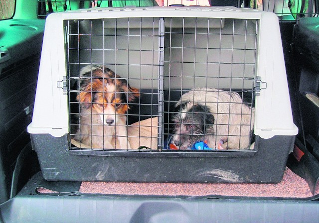 W czwartek z przytuliska Lubelska Straż Ochrony Zwierząt zabrała osiem psów do adopcji