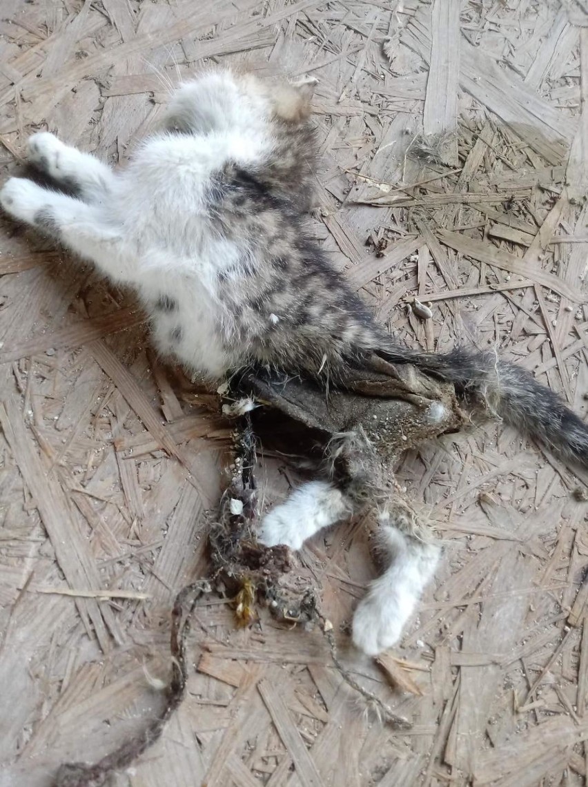 Jeden z zabitych kotów