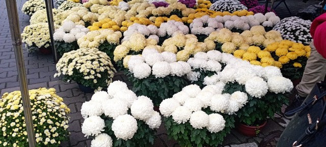 Kwiaty, wiązanki i inne ozdoby nagrobne na Wszystkich Świętych na targowisku w Jędrzejowie. Zobacz na kolejnych slajdach co można było znaleźć>>>