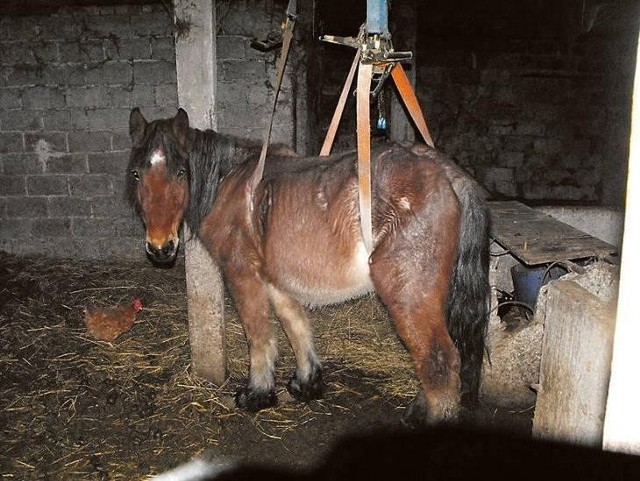 Klacz mogła być podwieszona na linach nawet od października