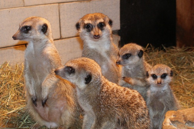 Surykatki z łódzkiego zoo potrzebują więcej miejsca