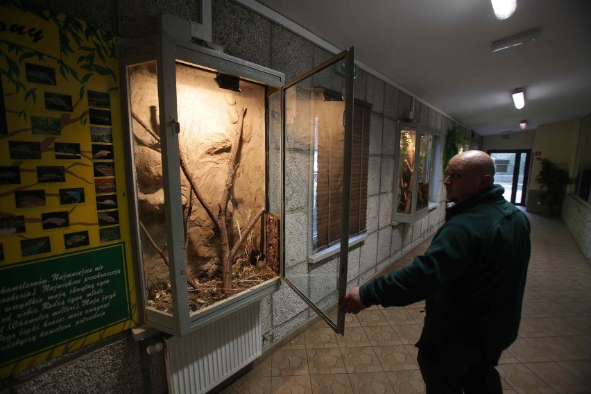 Kradzież węży ze śląskiego zoo. Mogą nie przeżyć [ZDJĘCIA]