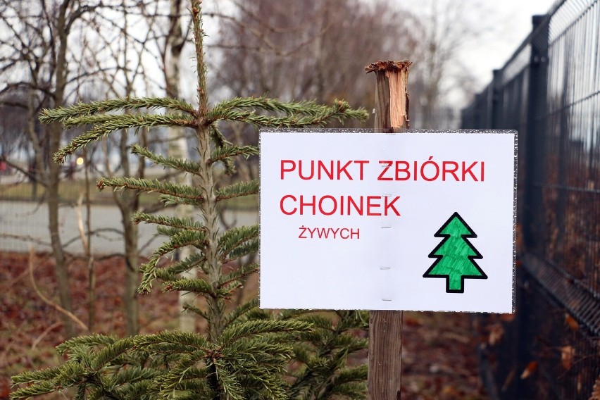 Żywą choinkę można oddać do Ogrodu Botanicznego w Kielcach.