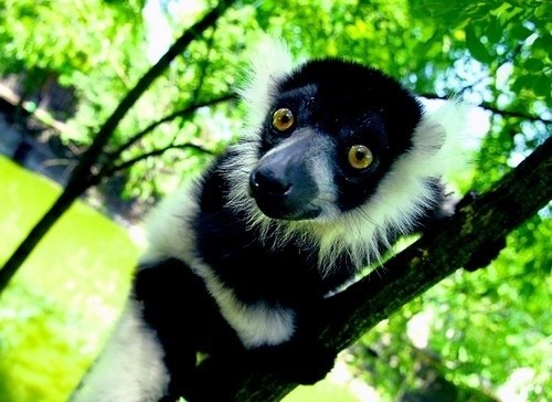 Samce lemura, które żyją we wrocławskim zoo mają skłonności do otyłości. Trzeba je trochę odchudzić