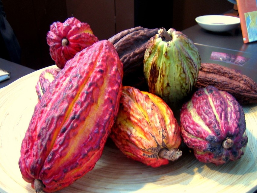 w różnych kolorach owoce kakaowca.