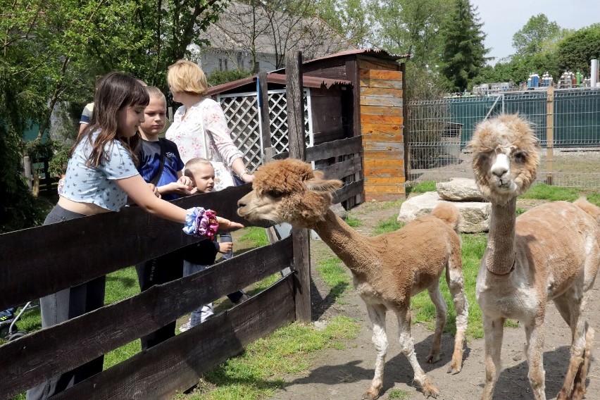 Mini Zoo Piotrówek koło Legnicy. Moc atrakcji nie tylko dla dzieci, zobaczcie zdjęcia