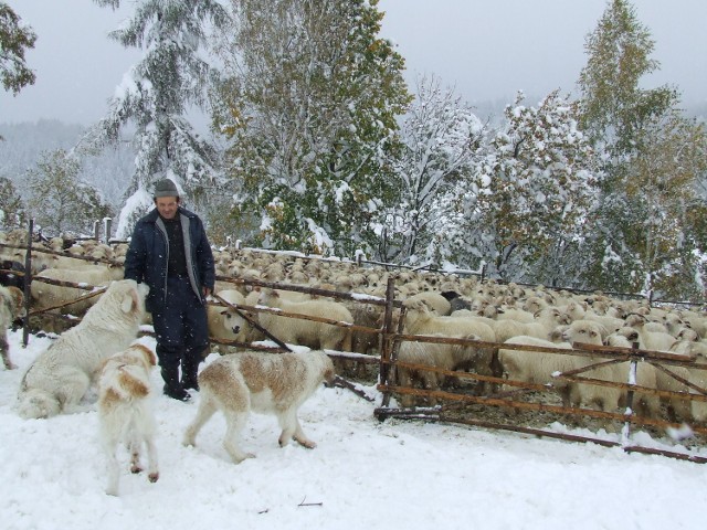 Bacowie zapewniają, że owczarki zimą nie cierpią