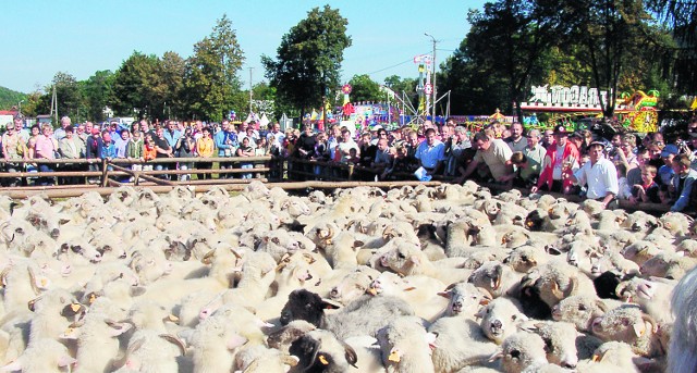 Stado owiec schodzących z hal, to widok, dla którego nie szkoda lata