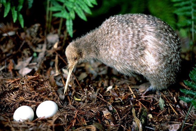 Ulica Kiwi w Łodzi?