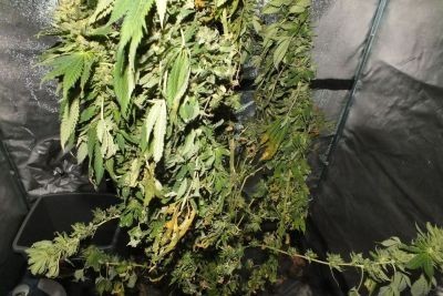 Funkcjonariusze w trakcie dalszego przeszukania kolejnych pomieszczeń, ujawnili w jednym z nich znaczną ilość suszu roślinnego.

W sumie kryminalni zabezpieczyli ponad pół kilograma marihuany, gdzie szacuje się jej wartość rynkową na około 30 tysięcy złotych.
24-latek usłyszy zarzut nielegalnej uprawy konopi i posiadania znacznej ilości narkotyków.

Hodowla marihuany w Koszalinie - ZDJĘCIA