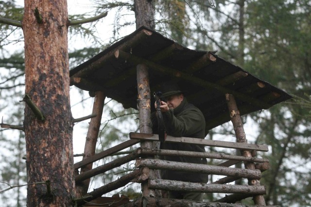 Dzików przybywa. Zwierzęta szukają pożywienia poza lasem - mówi Paweł Hajduk, zastępca nadleśniczego