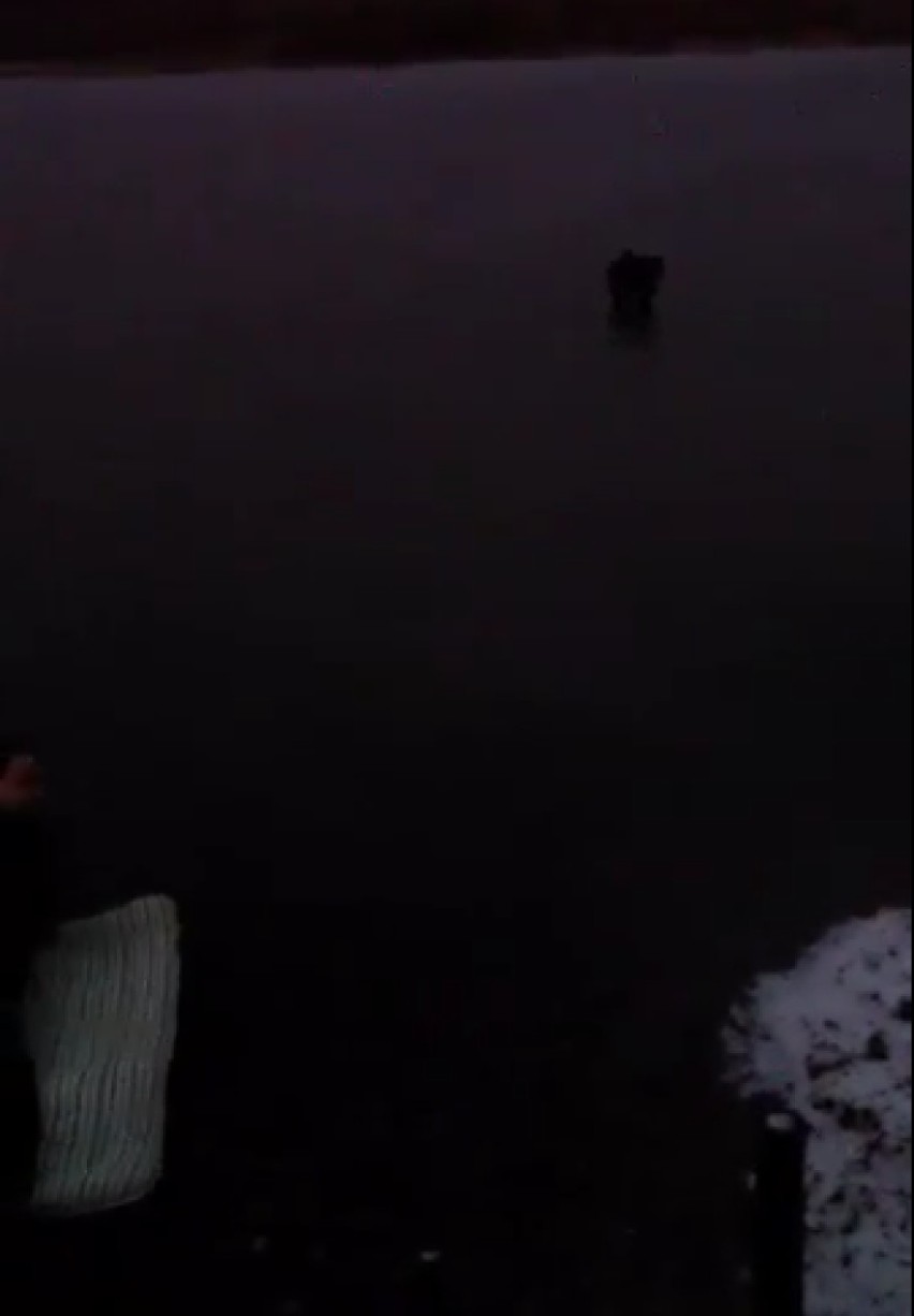 Rybnik: Pies utknął na lodzie. Dramatyczna akcja Fundacji Jestem Głosem Tych co nie mówią