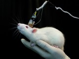 Śląski Uniwersytet Medyczny eksperymentuje na zwierzętach