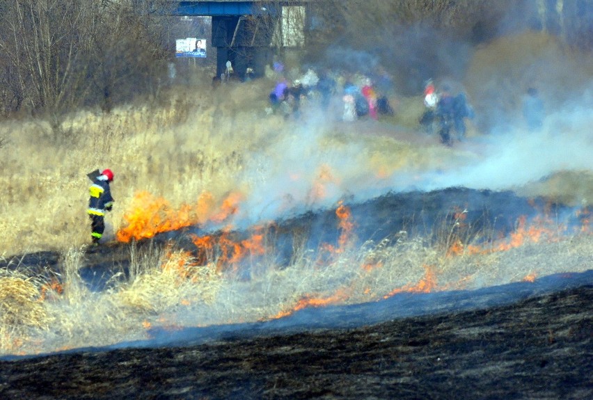 Pożary traw przy ścieżce rowerowej nad Zalewem Zemborzyckim