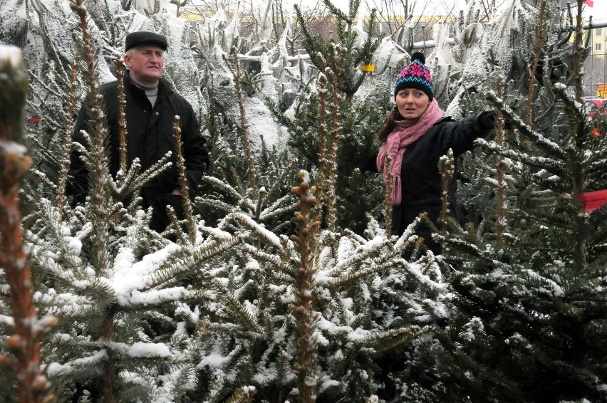 Drzewko na święta: Ile w Lublinie kosztują choinki naturalne i sztuczne (CENY)
