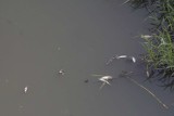 Śnięte ryby w Cybinie - znów coś zanieczyściło rzekę? [ZDJĘCIA]