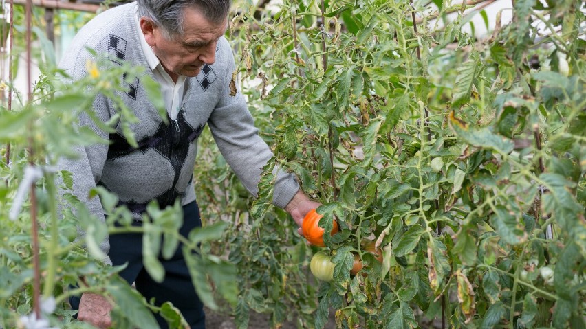 Osoby samotne mogą liczyć na pomoc w wysokości 228,80 zł,...