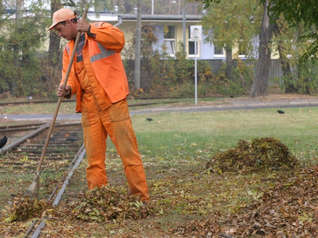 W tym roku sprzątanie liści we Wrocławiu zacznie się dopiero w listopadzie
