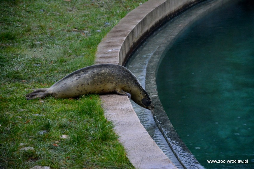 Foki we wrocławskim zoo