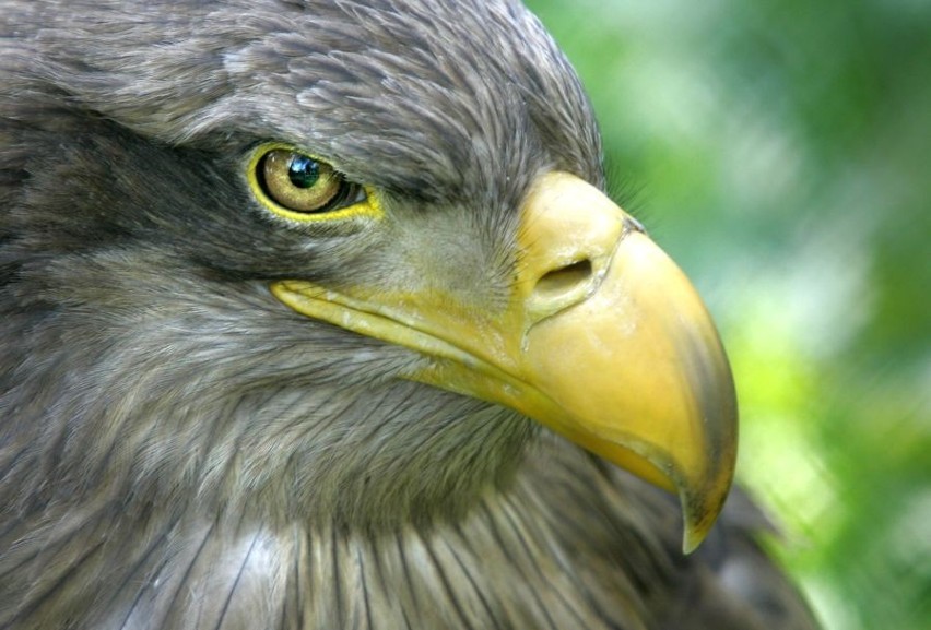 Władcy przestworzy z wrocławskiego zoo (ZDJĘCIA)