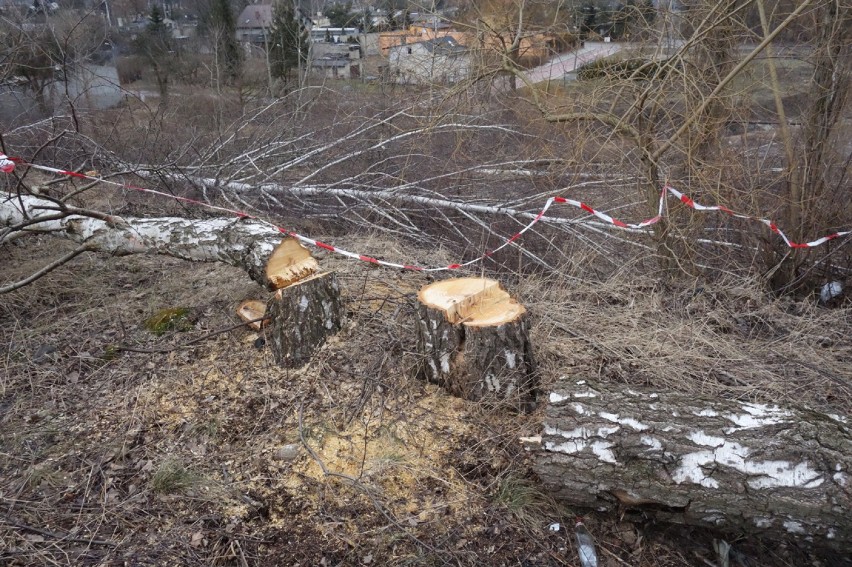 Wycinka drzew na Górze Chachuły. Nowe blokowisko powstanie pomimo sprzeciwu mieszkańców [ZDJĘCIA]