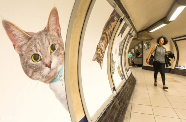 Koty przejęły londyńskie metro. O co chodzi? [ZDJĘCIA]