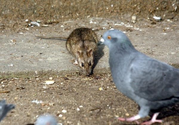 Szczury są plagą wielu polskich miast