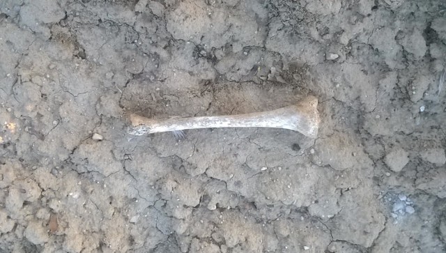 Jedna z kości znalezionych na ul. Bałdowskiej. Czy to ludzka piszczel?