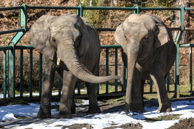 Zwierzęta w gdańskim ZOO wyczuły wiosnę i coraz chętniej zaczęły pokazywać się odwiedzającym ten ogród zoologiczny. Zobaczcie zdjęcia!