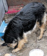 Łódź: zagłodzony pies w opuszczonym domu