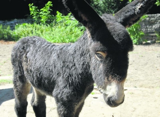 Osiołki poitou w pierwszym tygodniu życia wyglądają jak żywe maskotki. Z czasem sierść zamienia się w futro na 15 cm