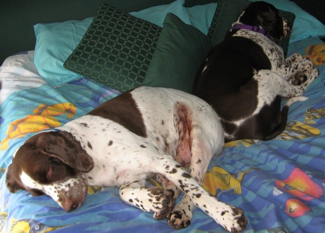 Źródło: http://commons.wikimedia.org/wiki/File:Sleeping_springers.png