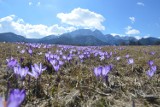 Tatry. Krokusy zakwitły w Dolinie Chochołowskiej [ZDJĘCIA]