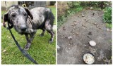 Wolontariusze TOZ z Wrocławia odebrali psa właścicielom z Grodkowa. Zwierzę było w fatalnym stanie, żyło w tragicznych warunkach [ZDJĘCIA]