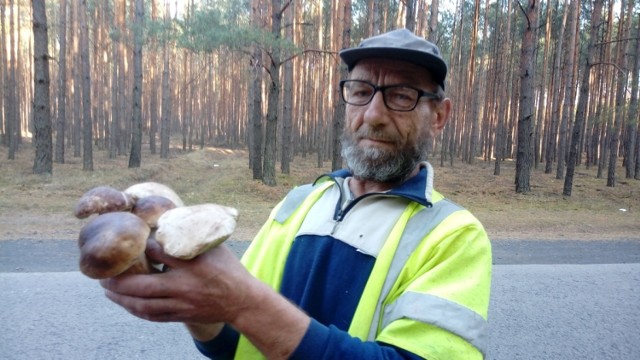 Leszek Jurczak ze Smolna Wielkiego uwielbia zbierać grzyby. W środę (10 października) wybrał się do lasu w okolicach Wojnowa. Znalazł kilkadziesiąt prawdziwków.

- Uwielbiam zbierać grzyby. Jak się pokazują, jak jest wysyp, to rzucam wszystko i idę do lasu - uśmiecha się Leszek Jurczak ze Smolna Wielkiego. Co zrobi z prawdziwkami, których w środę znalazł kilkadziesiąt? Zgotuje sos? Ususzy? Zaprawi?

- Nie, oddam komuś. Nie jem grzybów, przestałem je jeść 20-30 lat temu - dodaje pan Leszek. - Teraz zbieram dla przyjemności. W koszyku mam pędzelek, żeby ładnie oczyścić korzeń...

O tym, że w lasach pod Wojnowem pojawiły się grzyby, wiemy też od innych Czytelników „Gazety Lubuskiej”. Zresztą spójrzcie na zdjęcia!

Zobacz też wideo: Grzyby w Niedoradzu są zawsze


