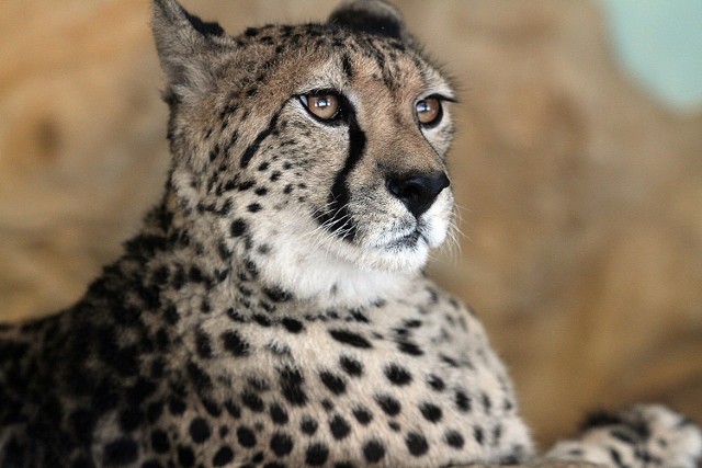 Wśród mieszkańców ZOO zapanowało ożywienie