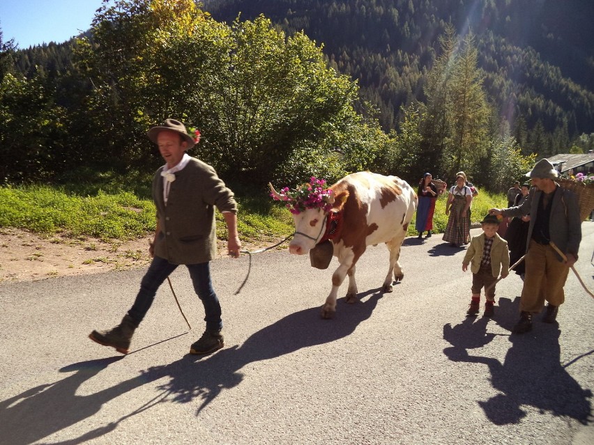 Redyk w Dolomitach w Falcade