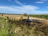 Pleszew. Strażacy walczyli z ogniem. Pożar za pożarem. Płonęły pola w powiecie pleszewskim 