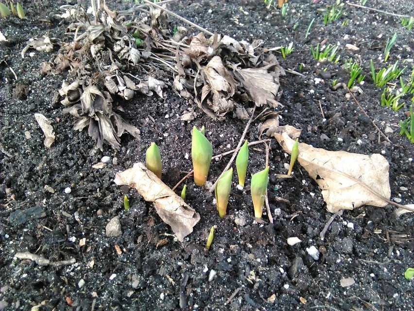 Idzie wiosna. Tulipany i żonkile już wychodzą