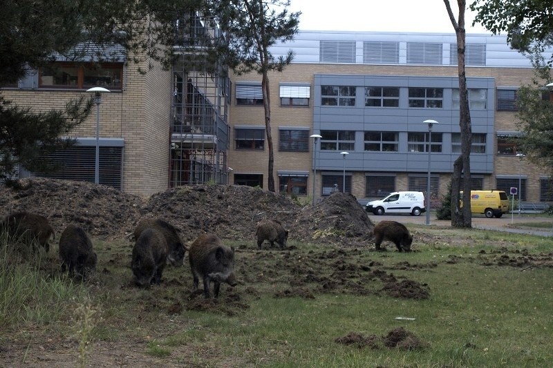 Poznań: Wataha dzików grasuje na terenie kampusu UAM na Morasku [ZDJĘCIA]