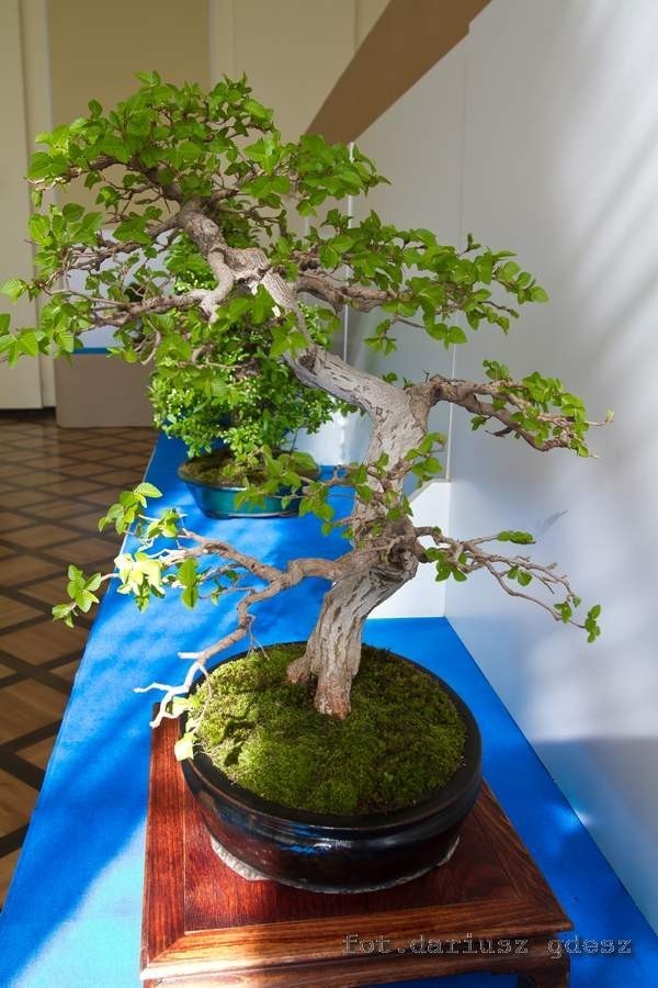 Wystawa bonsai zachwyca w Książu (Zdjęcia)