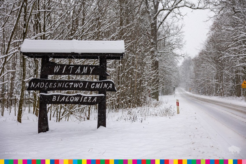 Biała Białowieża. Piękna zima zawitała do podlaskiej krainy żubra (zdjęcia)    