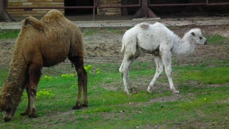 Biała wielbłądzica Alia w poznańskim Nowym Zoo.