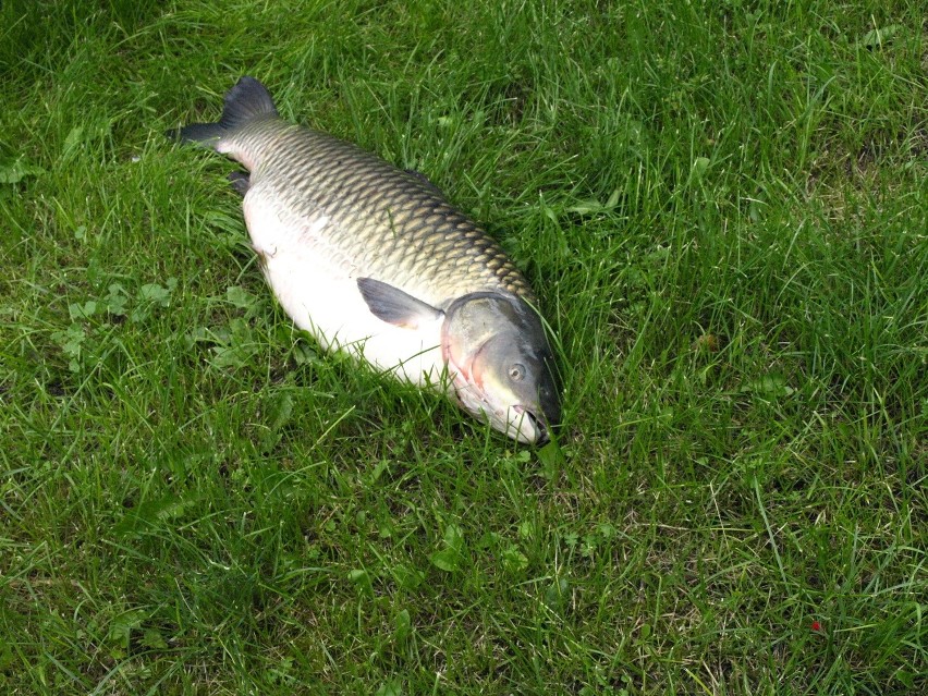 Ostrów Lubelski: Pan Antoni złowił 16,5-kilogramowego amura