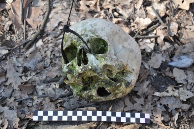 Ludzka czaszka została znaleziona w lesie niedaleko miejscowości Wieszowa