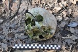 Ludzka czaszka: makabryczne znalezisko w lesie niedaleko Wieszowej