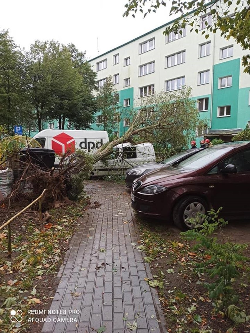 Drzewo spadło na samochód w Stargardzie. Strażacy interweniują w całym powiecie ZDJĘCIA